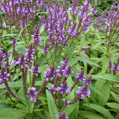 Verbena hastata - 