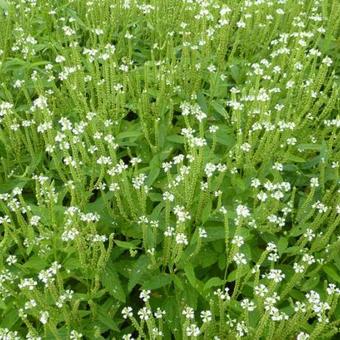 Verbena hastata 'Alba'