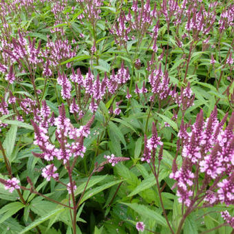 Verbena hastata 'Rosea'