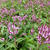 Verbena hastata 'Rosea'