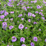 Verbena 'Muriel' - 