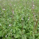 Verbena officinalis - Echtes Eisenkraut - Verbena officinalis