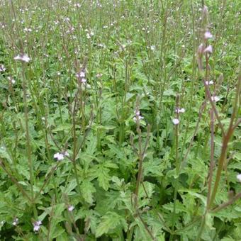 Verbena officinalis