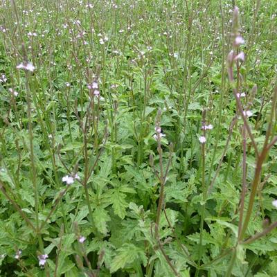 Verveine officinale - Verbena officinalis