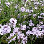 Verbena rigida 'Polaris' - 