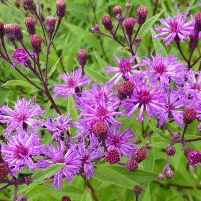 Vernonia crinita 'Mammuth' - 