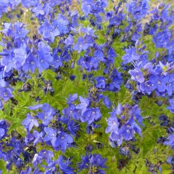 Veronica austriaca 'Knallblau'