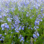 Veronica austriaca 'Shirley Blue' - 