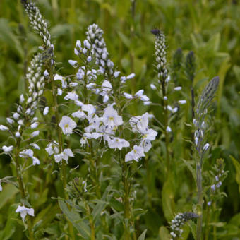 Veronica gentianoïdes