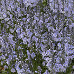 Veronica gentianoides 'Maihimmel' - 