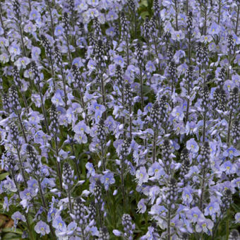 Veronica gentianoides 'Maihimmel'