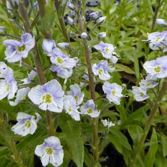 Veronica gentianoides 'Robusta'