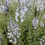 Veronica gentianoides 'Variegata' - 