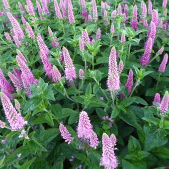 Veronica spicata 'FIRST Love'