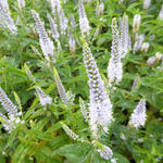 Veronica longifolia 'FIRST Memory' - 