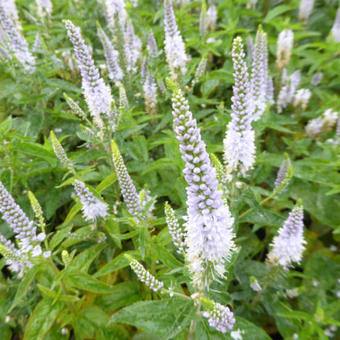 Veronica longifolia 'FIRST Memory'