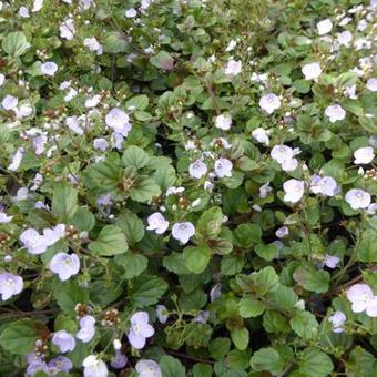 Veronica petraea 'Madame Mercier'