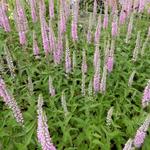 Veronica longifolia 'Pink Damask' - 