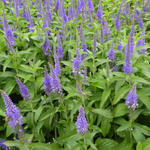 Veronica longifolia 'Blauriesin'