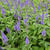 Veronica longifolia 'Blauriesin'