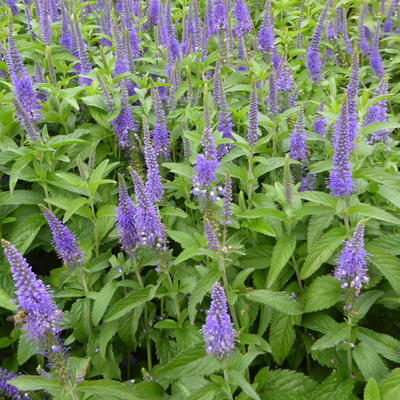 Veronica longifolia 'Blauriesin' - 