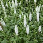 Veronica longifolia 'Charlotte' - 