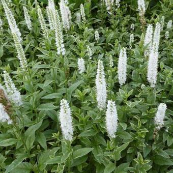 Veronica longifolia 'Charlotte'