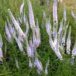 Veronica spicata 'Lila Karina' - 