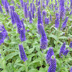 Veronica longifolia 'Marietta' - 