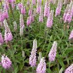 Veronica longifolia ' Pink Eveline'  - 