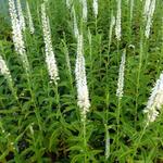 Veronica longifolia 'Schneeriesin'