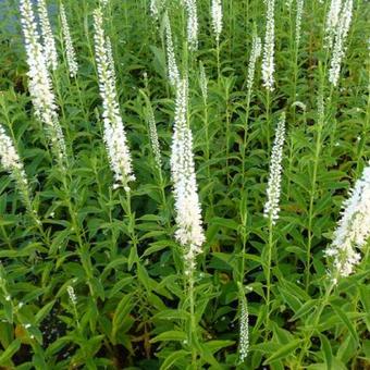 Veronica longifolia 'Schneeriesin'