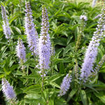 Veronica longifolia 'Zoë' - 