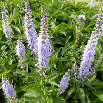 Veronica longifolia 'Zoë'