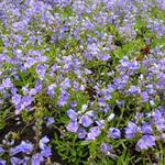 Veronica prostrata - 