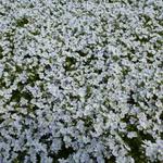 Veronica repens - Véronique rampante