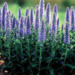 Véronique en épi - Veronica spicata