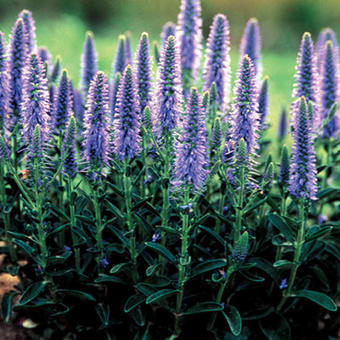 Veronica spicata