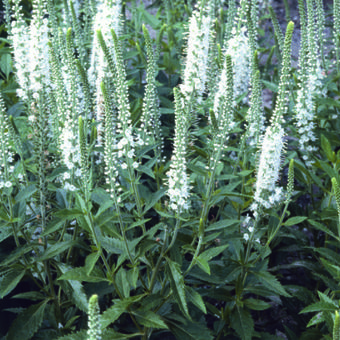 Veronica spicata 'Alba'