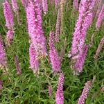 Veronica spicata 'Barcarolle' - 