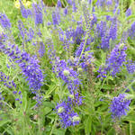 Veronica spicata 'Blaufuchs' - 