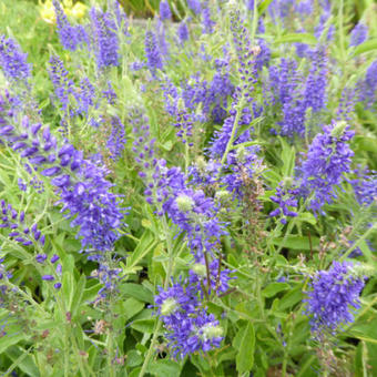 Veronica spicata 'Blaufuchs'