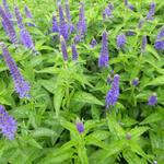 Veronica spicata 'Dark Maetje' - 