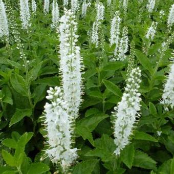 Veronica spicata 'Icicle'