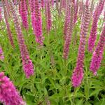 Veronica spicata 'Rotfuchs' - 