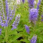 Veronica subsessillis 'Blaue Pyramide' - 