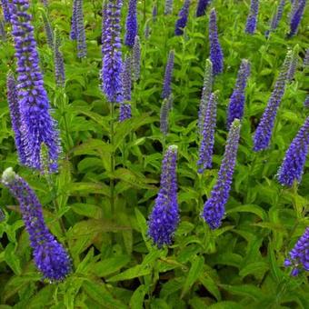 Veronica spicata 'Sunny Border Blue'