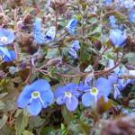 Veronica peduncularis 'Georgia Blue' - 