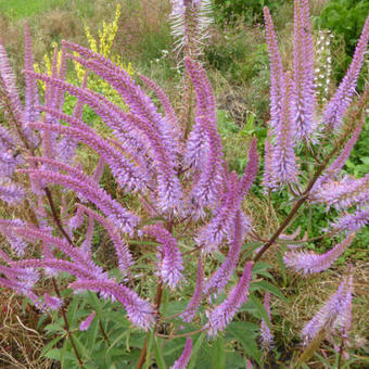 Veronicastrum virginicum 'Adoration'