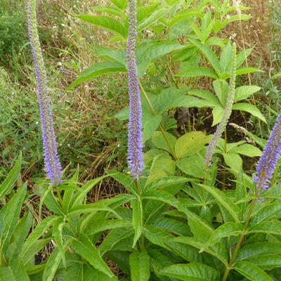 Veronicastrum virginicum 'Apollo' - Veronicastrum virginicum 'Apollo'